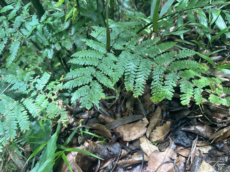 Pteris muricella photo 5
