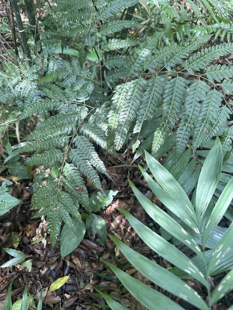 Pteris muricella photo 6