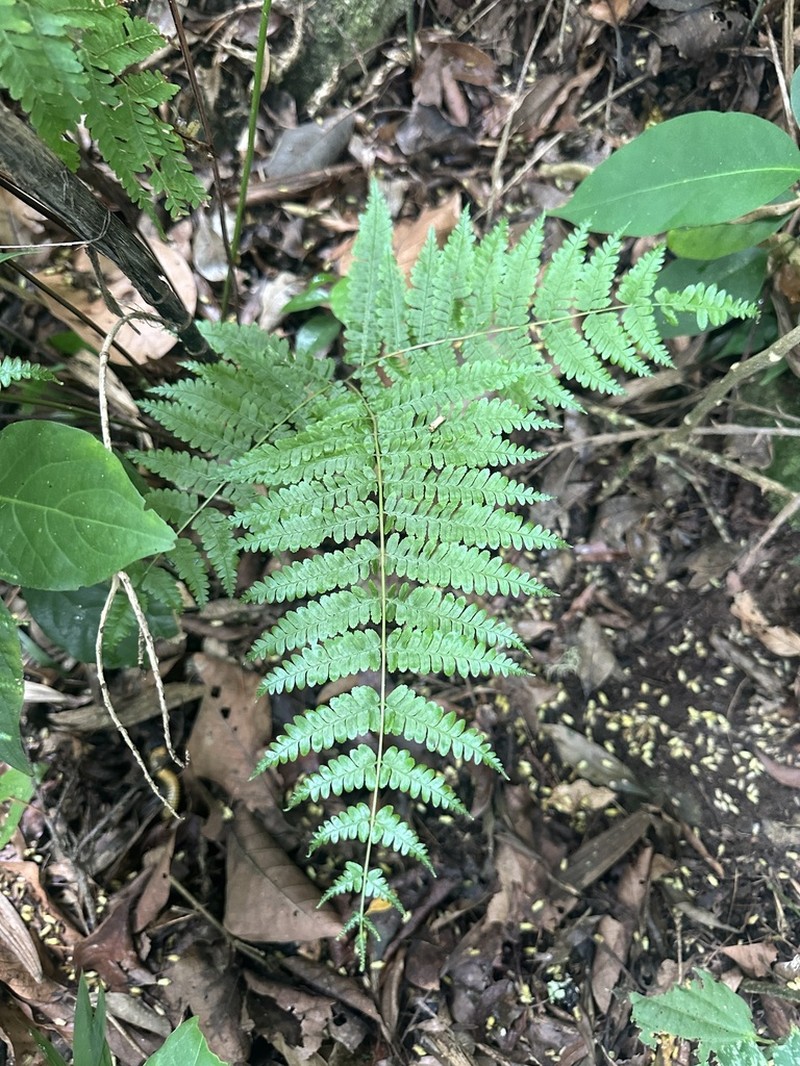 Pteris muricella photo 7