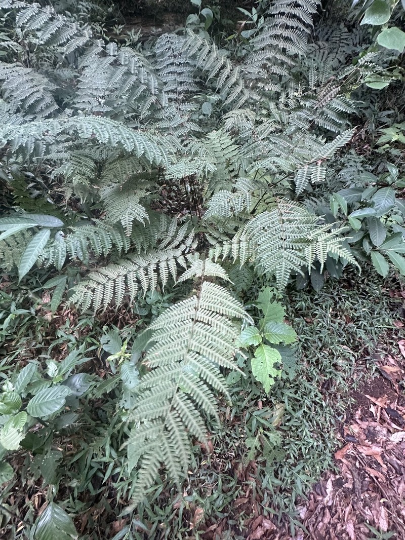 Pteris muricella photo 8