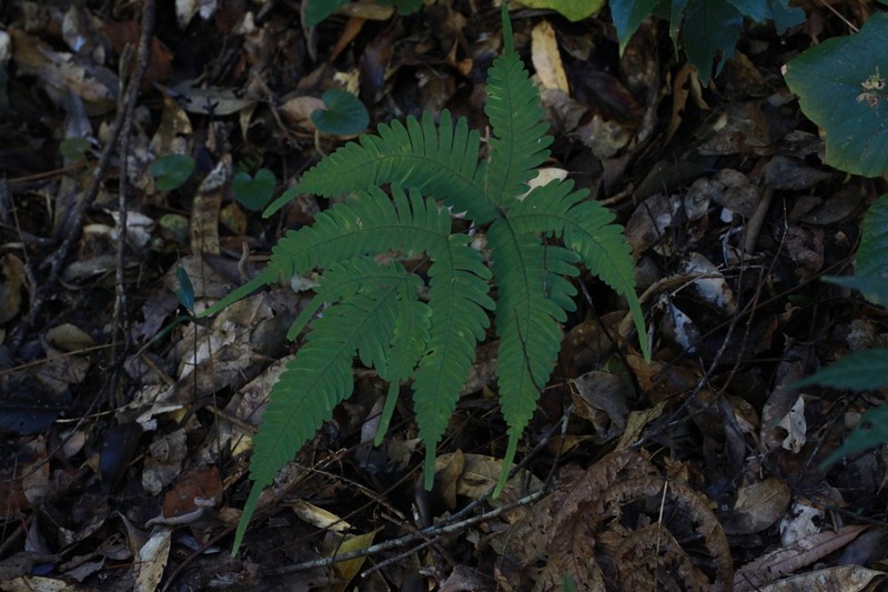 Pteris natiensis photo 2