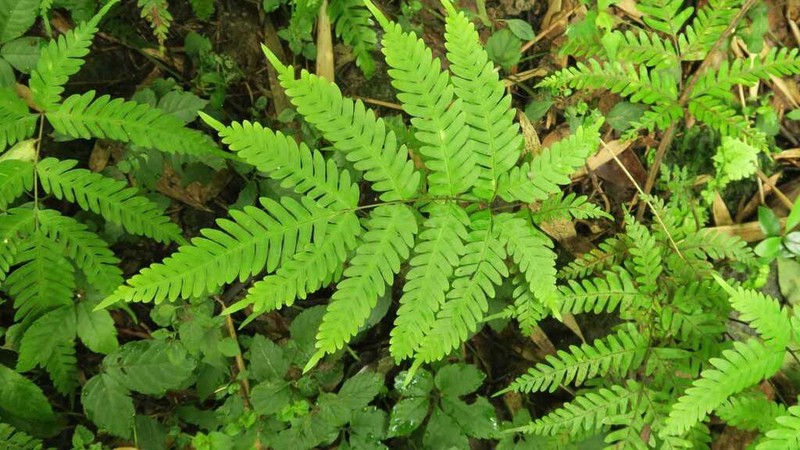 Pteris natiensis photo 3