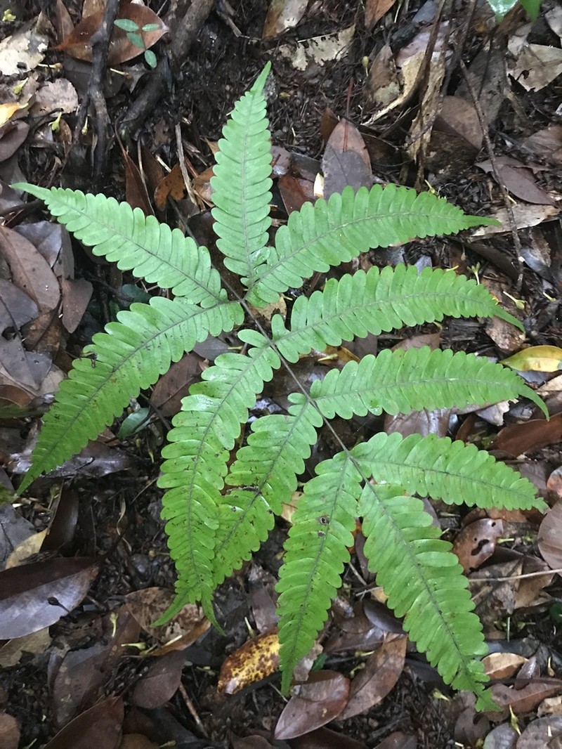 Pteris natiensis photo 4