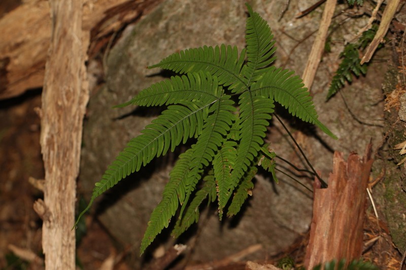 Pteris natiensis photo 5