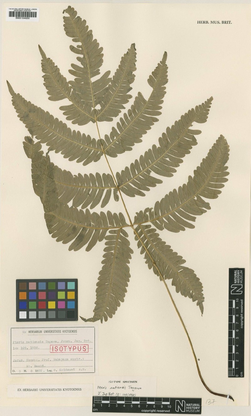 Pteris natiensis photo 6