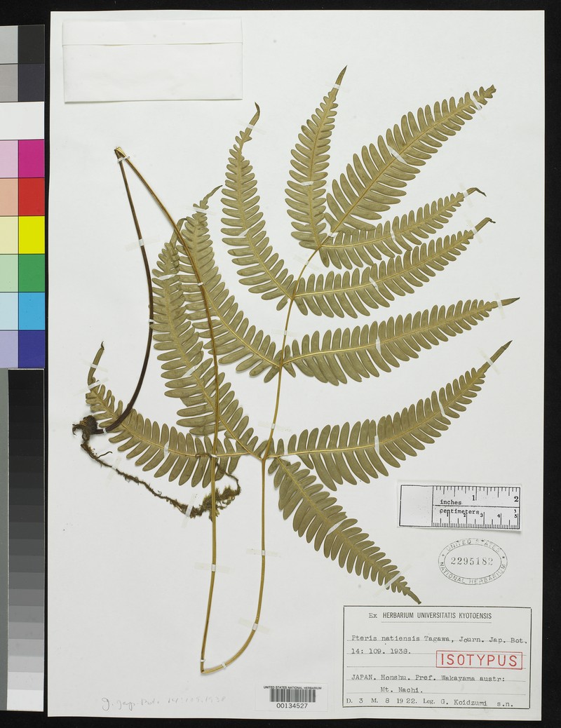 Pteris natiensis