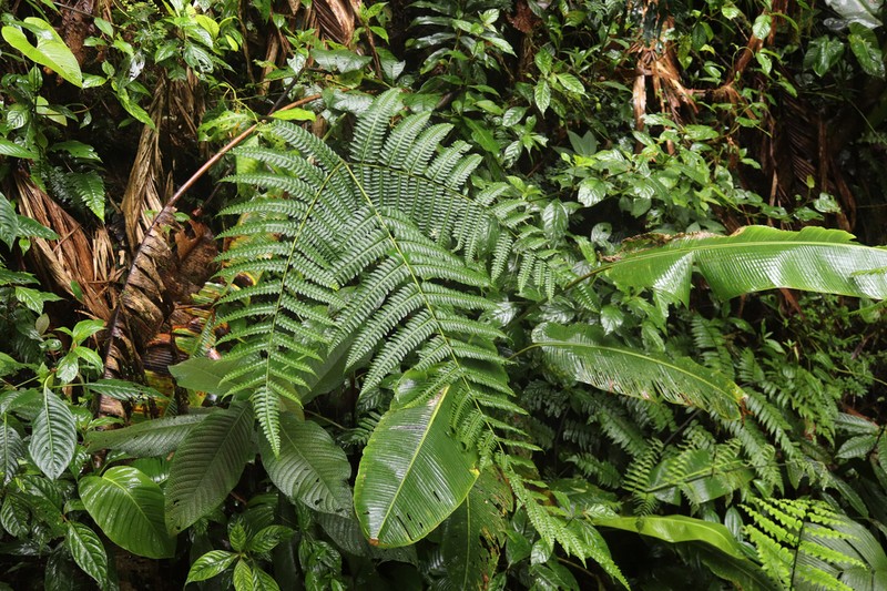 Pteris navarrensis photo 2