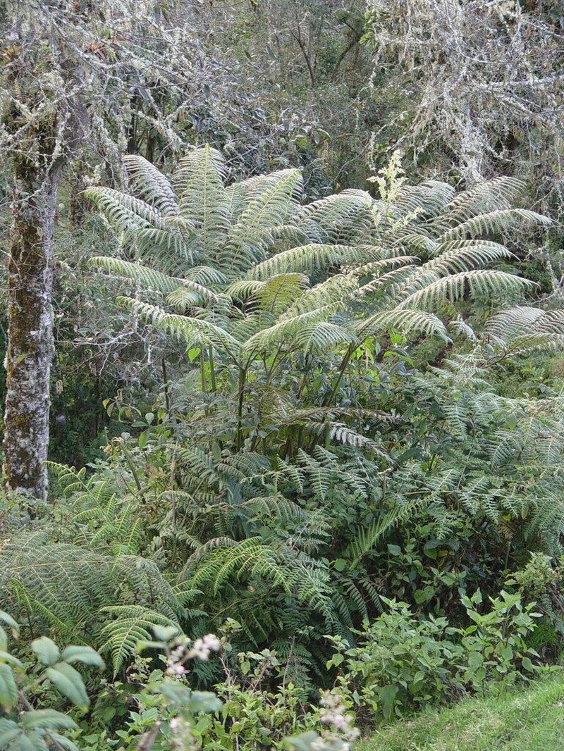 Pteris navarrensis photo 3