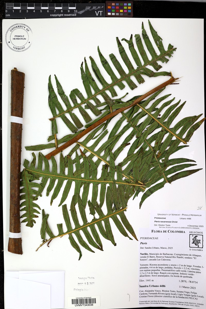 Pteris navarrensis photo 4