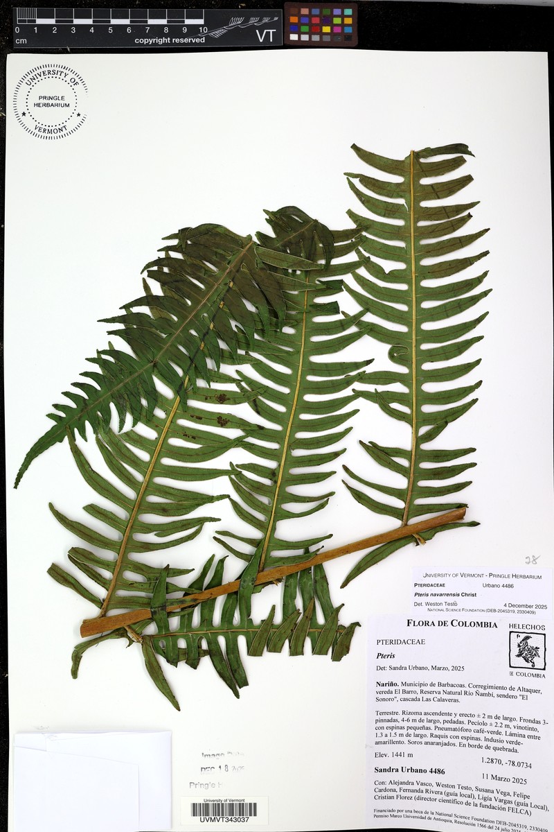 Pteris navarrensis photo 5
