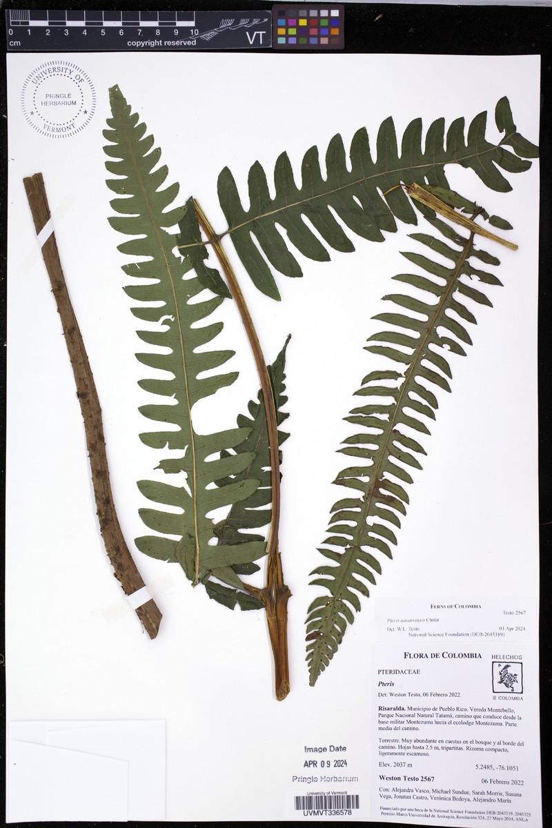 Pteris navarrensis photo 6