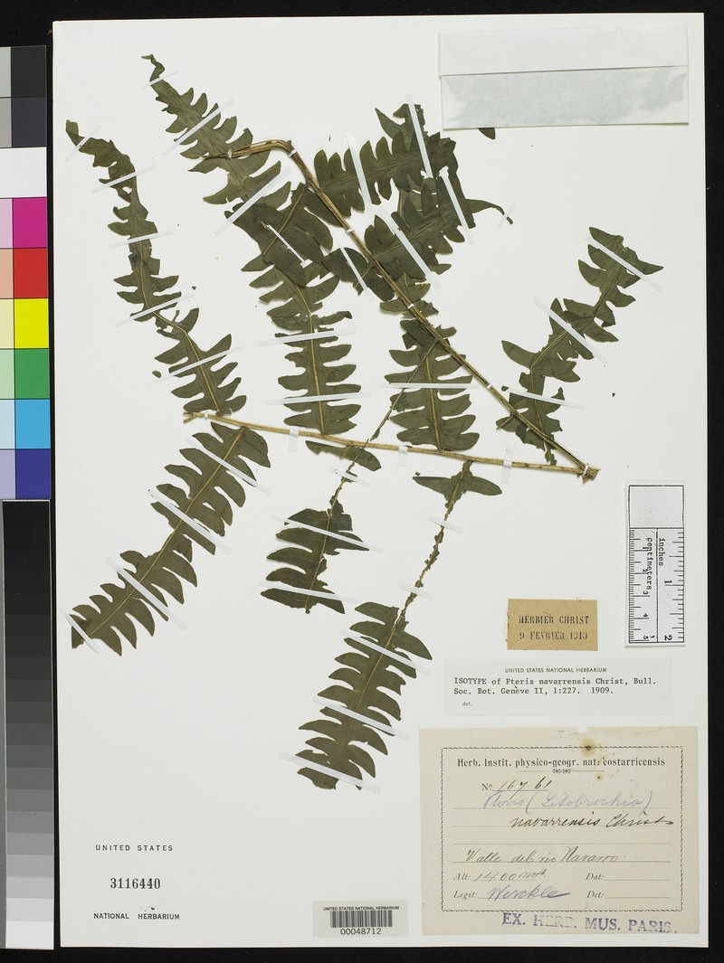 Pteris navarrensis