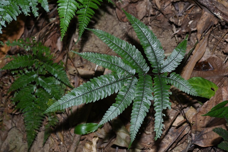 Pteris normalis