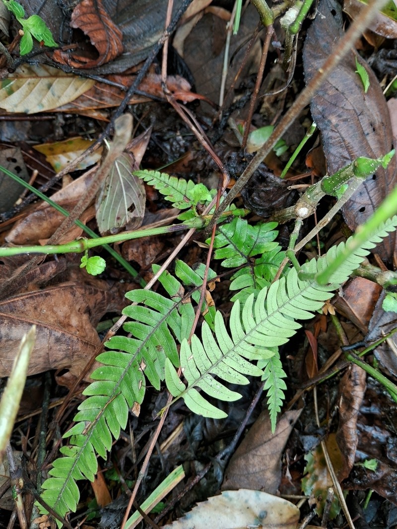 Pteris normalis photo 2