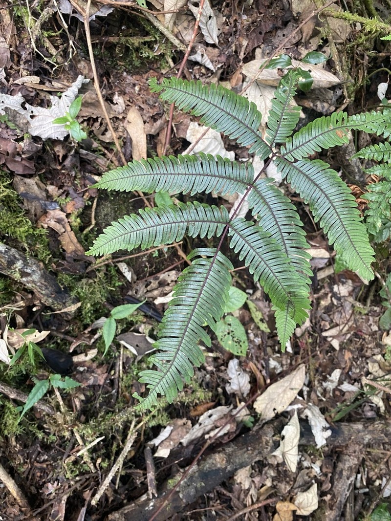Pteris normalis photo 3