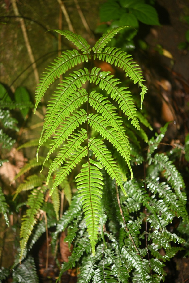 Pteris normalis photo 4