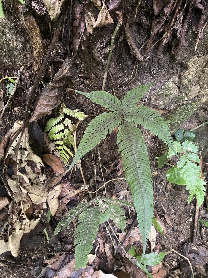 Pteris normalis photo 5