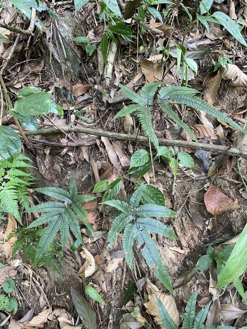 Pteris normalis photo 6