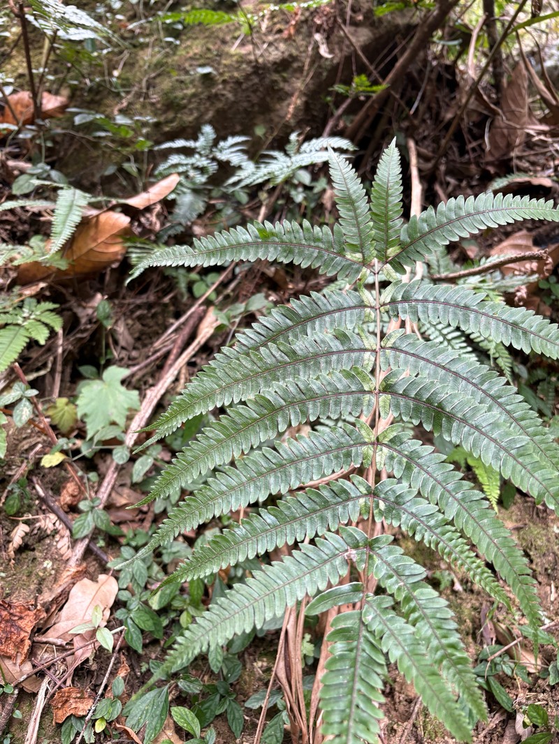 Pteris normalis photo 7