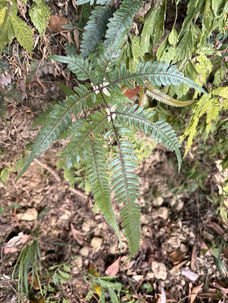 Pteris normalis photo 8
