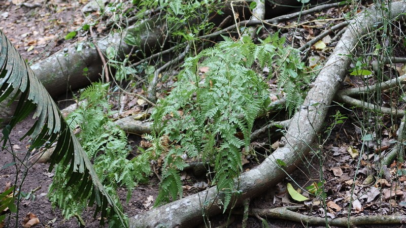 Pteris novae-caledoniae photo 2