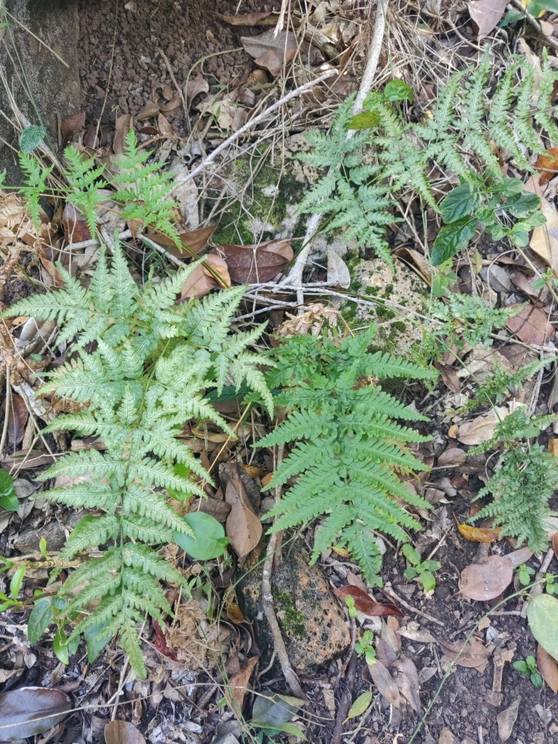 Pteris novae-caledoniae photo 3