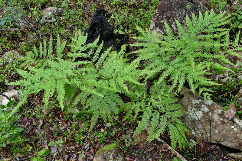 Pteris novae-caledoniae photo 4