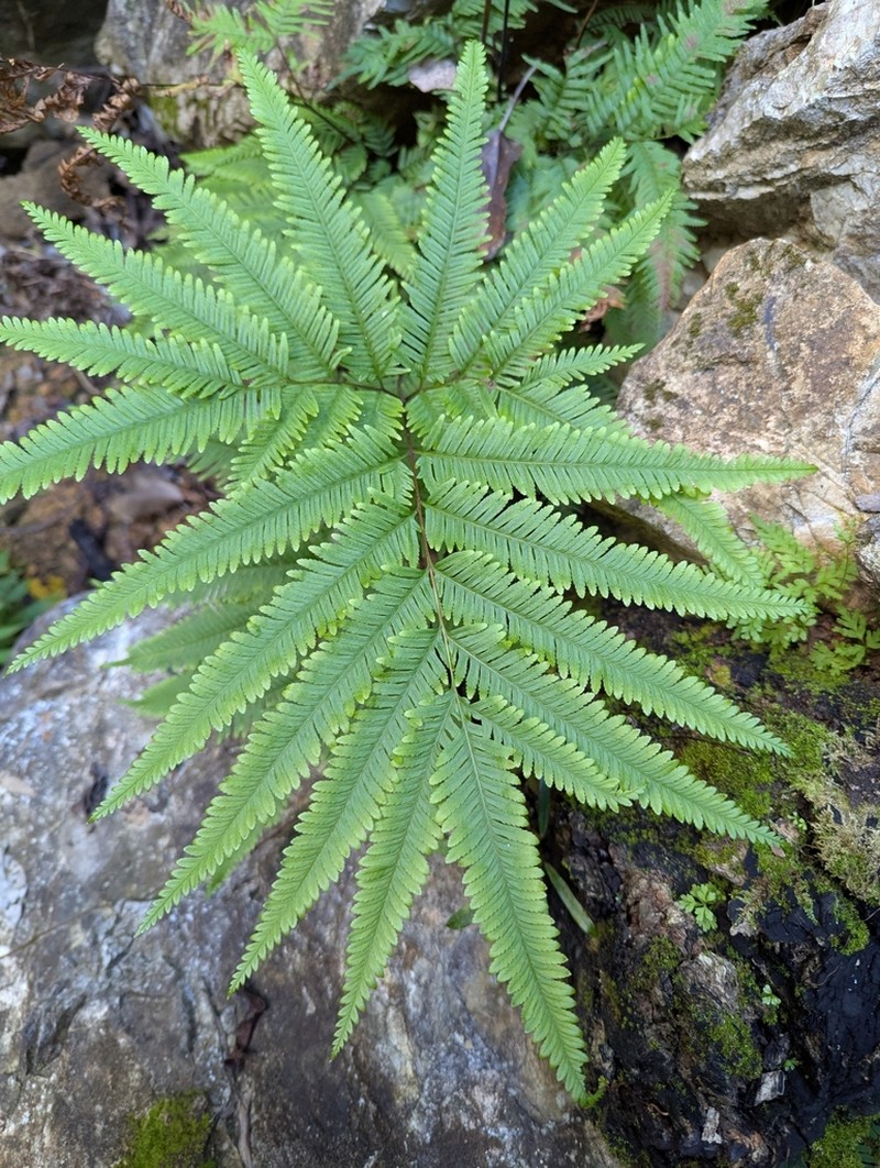 Pteris novae-caledoniae photo 5
