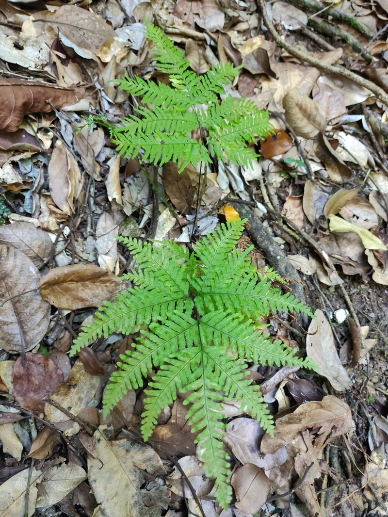 Pteris novae-caledoniae photo 6
