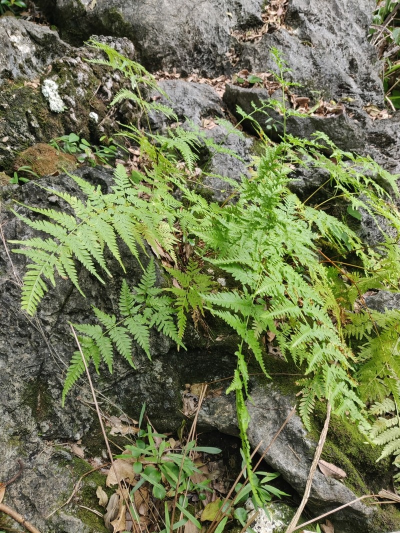Pteris novae-caledoniae photo 7