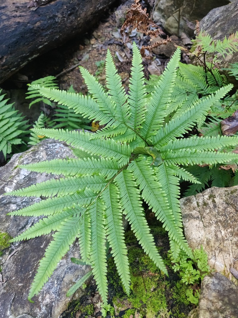 Pteris novae-caledoniae photo 8