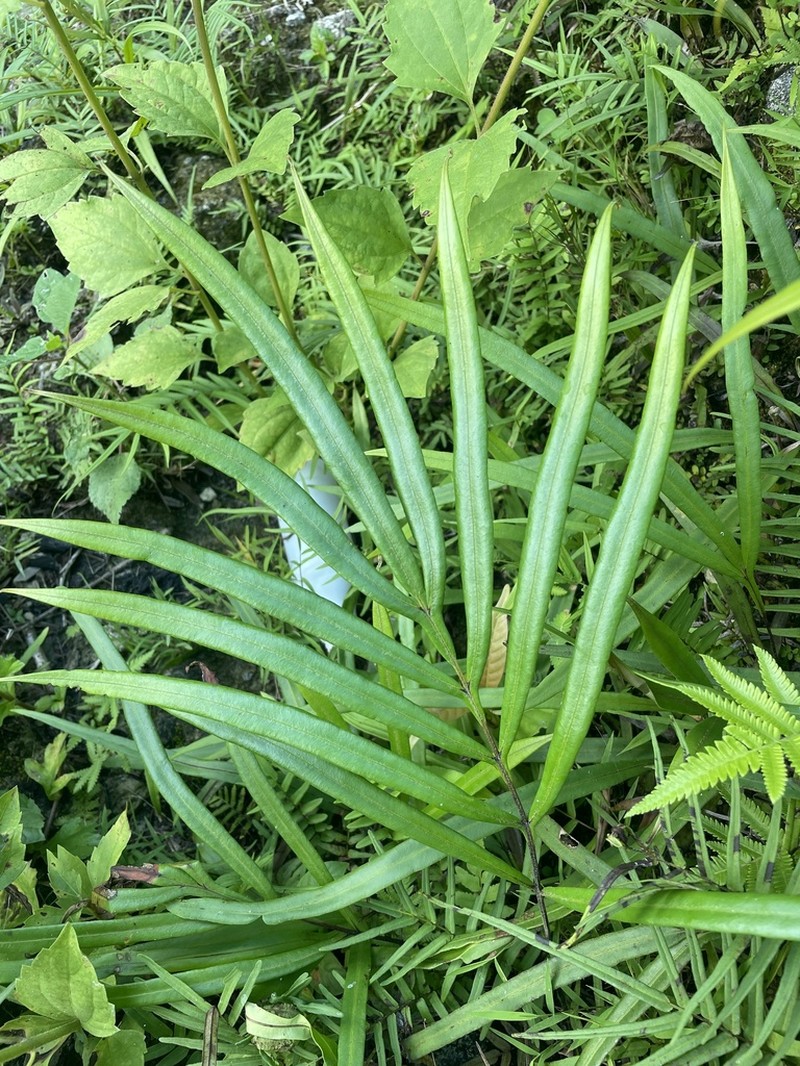 Pteris opaca