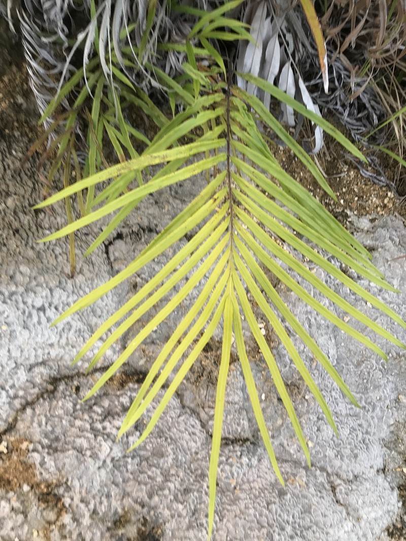 Pteris opaca photo 2