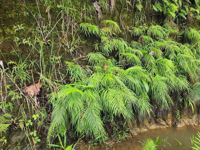 Pteris opaca photo 3
