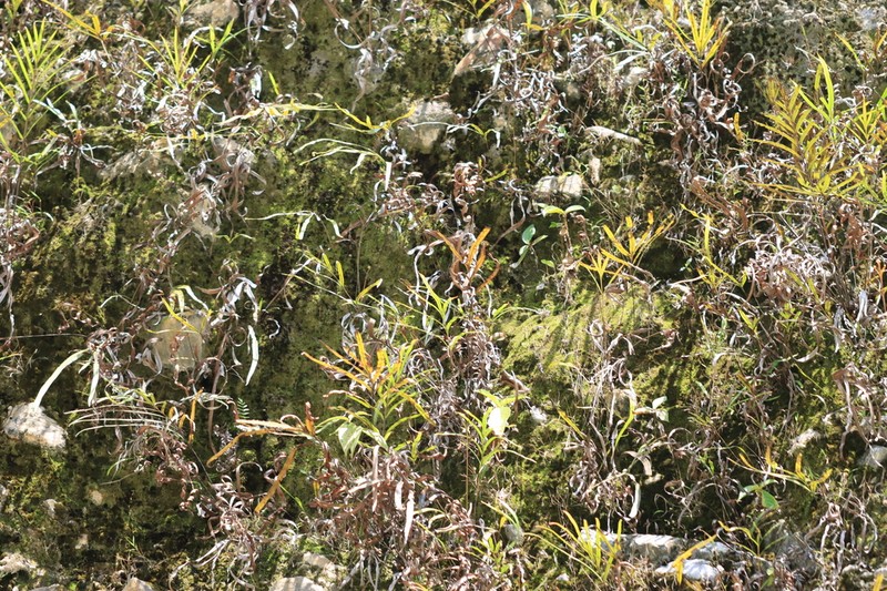 Pteris opaca photo 6