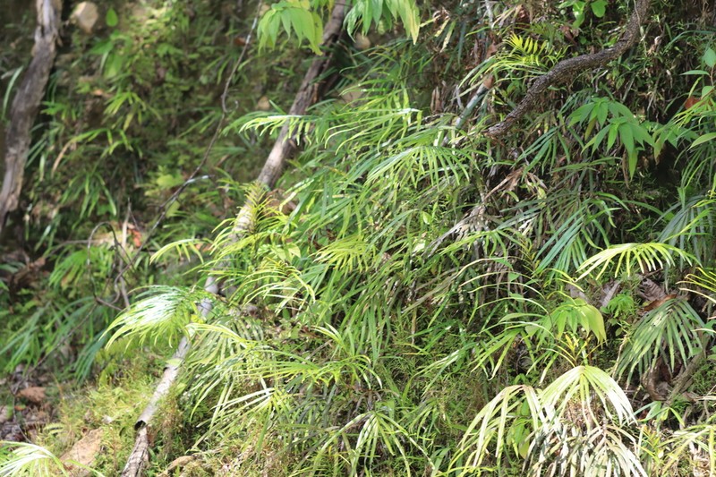 Pteris opaca photo 8