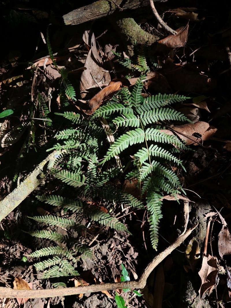 Pteris oppositipinnata