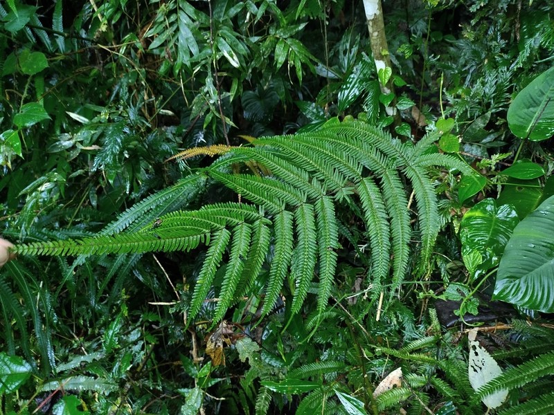 Pteris oppositipinnata photo 2