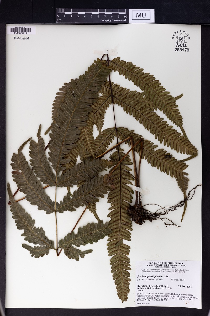 Pteris oppositipinnata photo 3