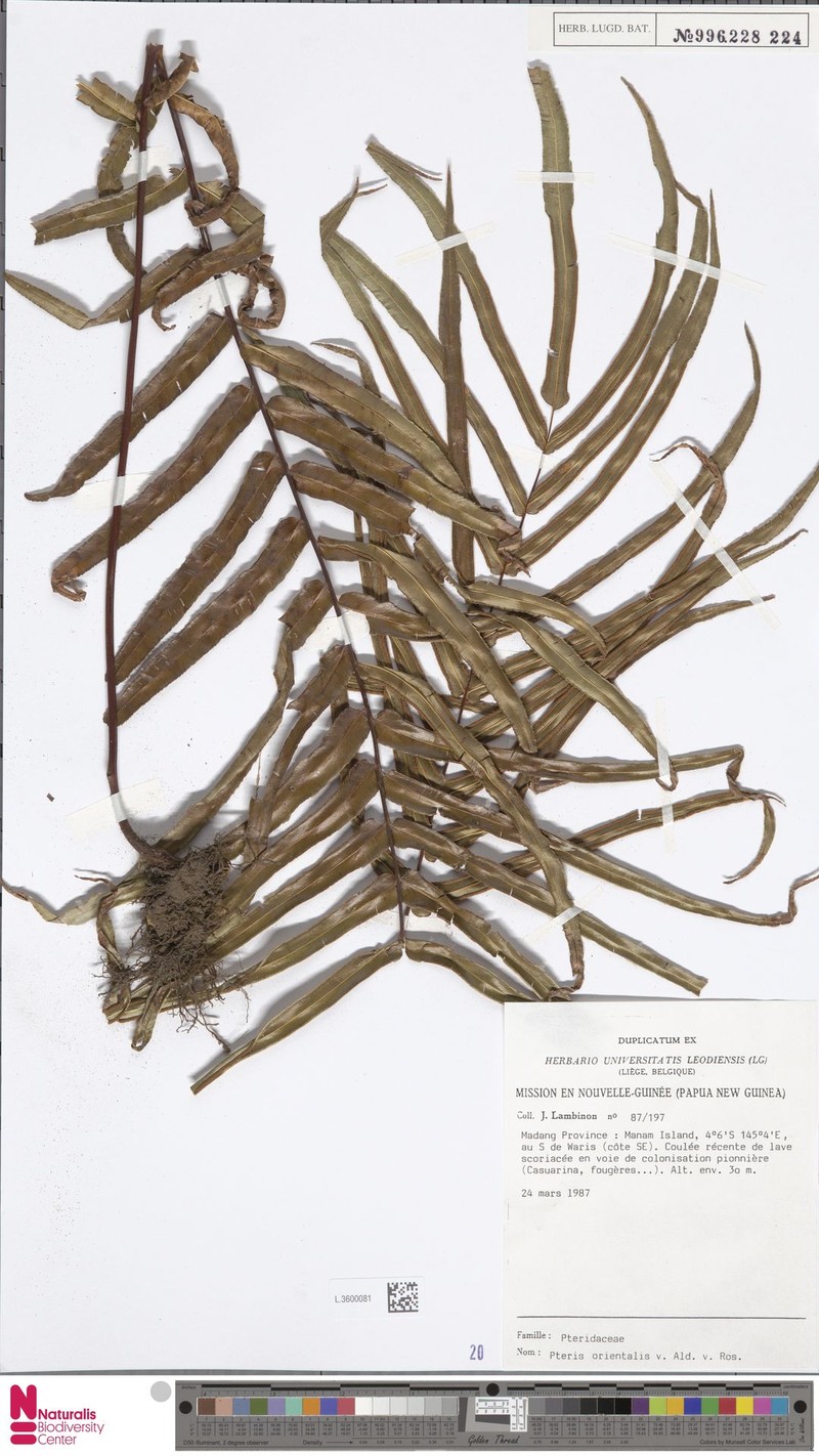 Pteris orientalis photo 3