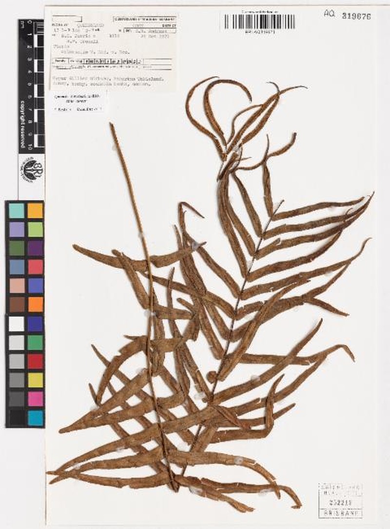 Pteris orientalis photo 4