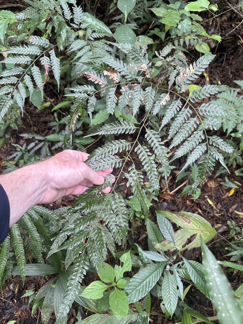 Pteris orizabae
