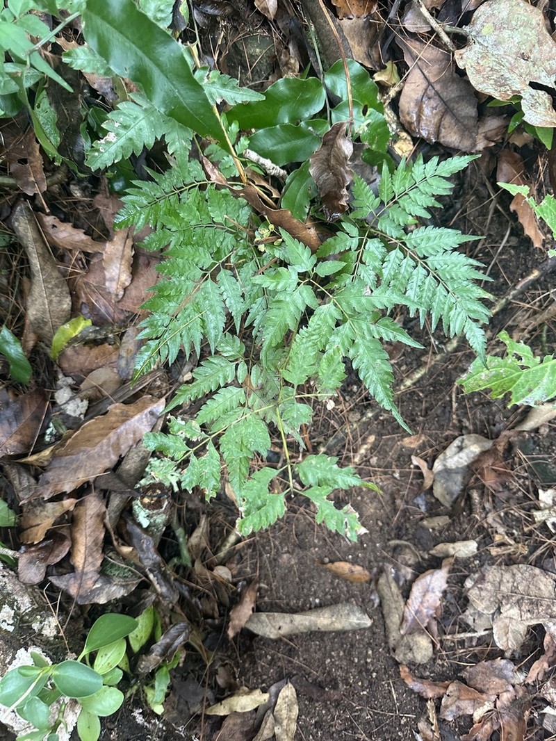 Pteris orizabae photo 2