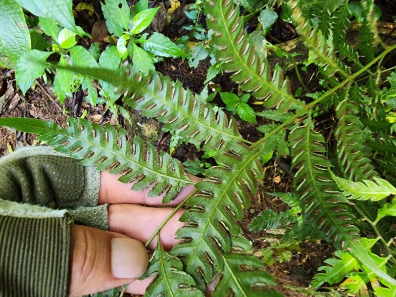 Pteris orizabae photo 3