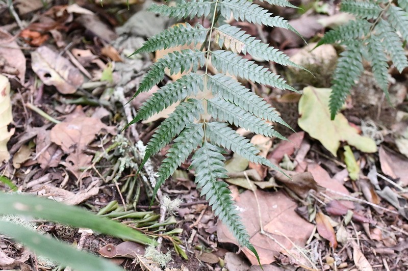 Pteris orizabae photo 4