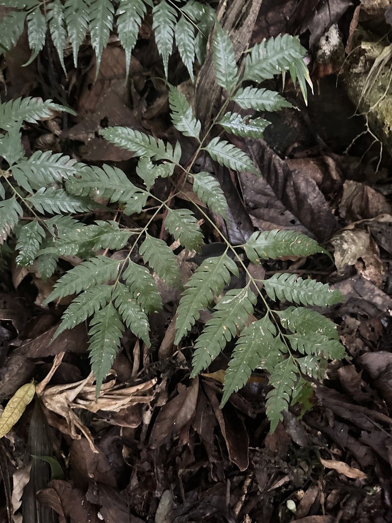 Pteris orizabae photo 5