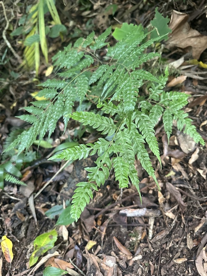 Pteris orizabae photo 6