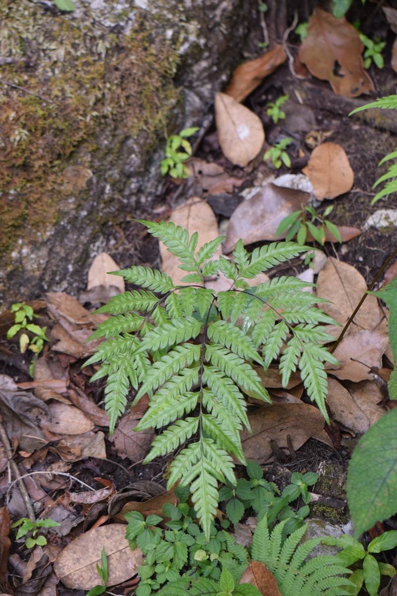 Pteris orizabae photo 7