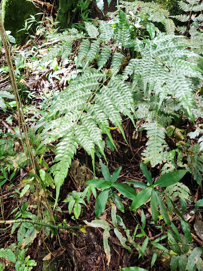 Pteris orizabae photo 8