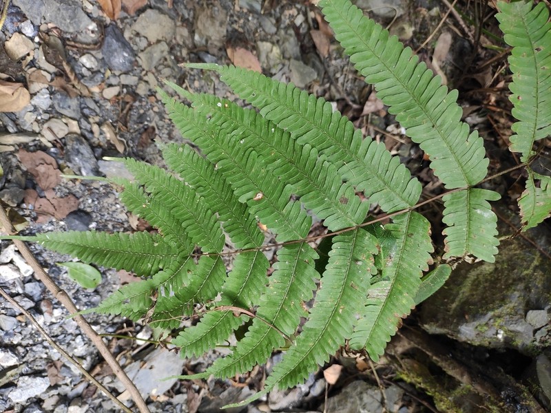 Pteris oshimensis photo 2